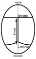 de: Darstellung der in der Kraniometrie wichtigen Referenzpunkte Bregma und Lambda beim Rattenschädel en: craniometrical reference points bregma and lambda on the rat skull