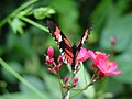 Butterfly in Emmen Zoo, the Netherlands.