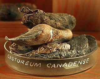 <span class="mw-page-title-main">Castoreum</span> Fluid produced by beavers