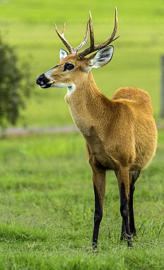 <span class="mw-page-title-main">Marsh deer</span> Species of mammals belonging to the deer, muntjac, roe deer, reindeer, and moose family of ruminants