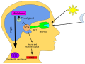 When eyes receive light from the sun, the pineal gland's production of melatonin is inhibited and the hormones produced keep the human awake. When the eyes do not receive light, melatonin is produced in the pineal gland and the human becomes tired.