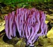 Plants and fungi #2 > 161 Votelist (R1)