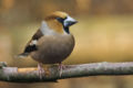 Taż-Żebbuġ Coccothraustes Coccothraustes