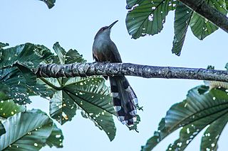 <span class="mw-page-title-main">Puerto Rican lizard cuckoo</span> Species of bird