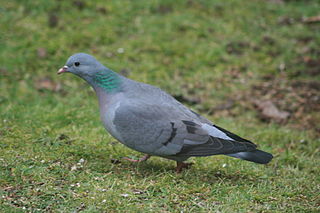 <span class="mw-page-title-main">Stock dove</span> Species of bird