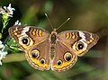 Image 51Common buckeye in Eagle Creek Park, Indianapolis