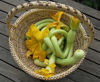 <span class="mw-page-title-main">Tromboncino (squash)</span> Cultivar of Cucurbita moschata.