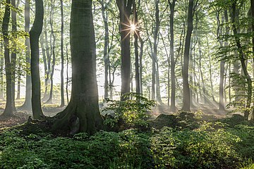 Dülmen, Rorup, NSG Roruper Holz (2021) (2021, de, 17th, Landschaftsaufnahmen)