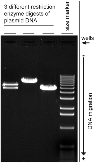 <span class="mw-page-title-main">Agarose gel electrophoresis</span> Method for separation and analysis of biomolecules using agarose gel