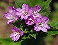 Epilobium alpestre 2.jpg