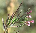 Kertildúnurt (Epilobium ciliatum)