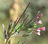 Epilobium ciliatum