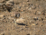 ♀ Eupodotis rueppellii fitzsimonsii