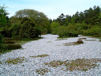 Flint field in "Steinfelder in der Schmalen Heide" nature reserve, Mecklenburg-Vorpommern © Geolina163