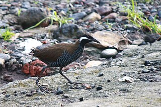 <span class="mw-page-title-main">Barred rail</span> Species of bird