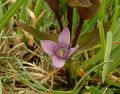 Gentianella campestris