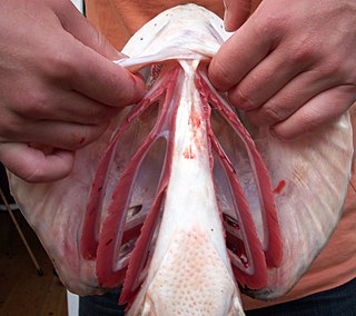 <span class="mw-page-title-main">Branchial arch</span> Bony "loops" present in fish, which support the gills