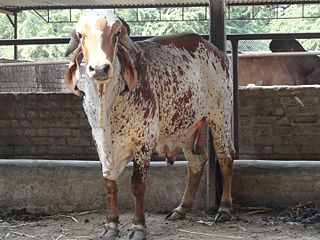 <span class="mw-page-title-main">Gyr cattle</span> Indian breed of zebuine dairy cattle