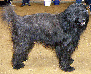 <span class="mw-page-title-main">Catalan Sheepdog</span> Dog breed