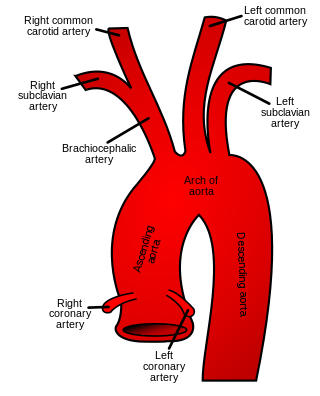 <span class="mw-page-title-main">Subclavian artery</span> Major arteries of the upper thorax, below the clavicle