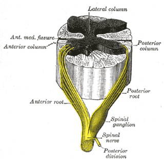 Lateral grey column