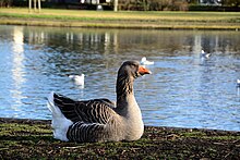 Toulouse Goose near the lake Greylag Goose (1).jpg