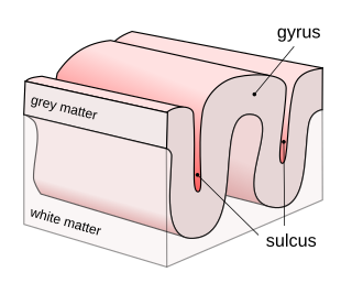 <span class="mw-page-title-main">Sulcus (neuroanatomy)</span> Fold in the surface of the brain