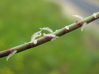 <i>Hemarthria</i> Genus of grasses