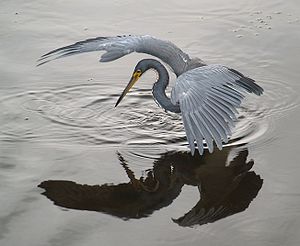 28 File:Heron tricol 01 uploaded by Chrharshaw, nominated by Chrharshaw Vote for this image