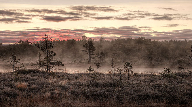 Mukri bog in the october morning mist Mukri maastikukaitseala. Hommik rabas © Amadvr