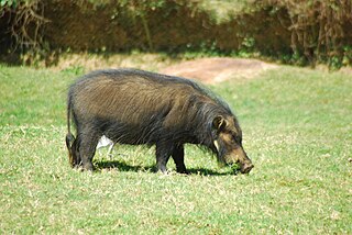 <span class="mw-page-title-main">Giant forest hog</span> Species of mammal