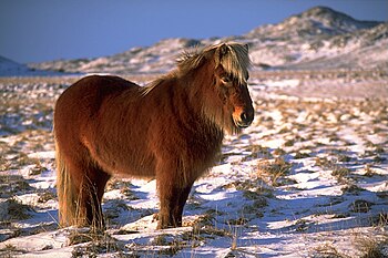 ’n Yslandperd in die winterlandskap naby Krýsuvík.