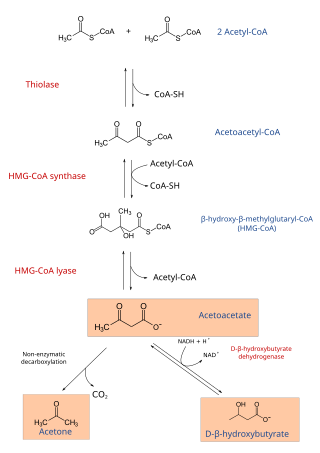 <span class="mw-page-title-main">Ketogenesis</span> Chemical synthesis of ketone bodies