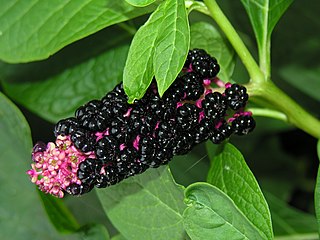 <span class="mw-page-title-main">Phytolaccaceae</span> Family of flowering plants