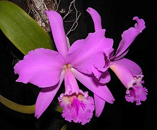 <span class="mw-page-title-main">Orchid (color)</span>