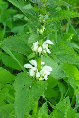 <span class="mw-page-title-main">Dicotyledon</span> Historical grouping of flowering plants