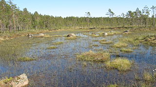 <span class="mw-page-title-main">Bog</span> Type of wetland with peat-rich soil