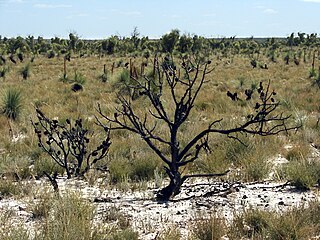 <span class="mw-page-title-main">Murray Darling Depression</span>