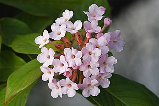 <span class="mw-page-title-main">Rubiaceae</span> Family of flowering plants including coffee, madder and bedstraw