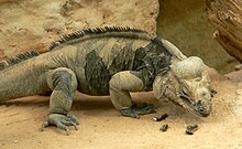 Iguane vu de côté dans un terrarium.