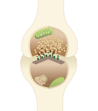 <span class="mw-page-title-main">Active zone</span>