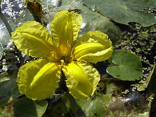 <i>Nymphoides peltata</i> Species of aquatic plant