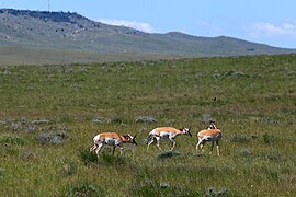 One pronghorn looking back at two more following seen from Wyoming Highway 50 (Skyline Drive), Campbell County, Wyoming.jpg