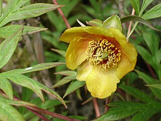 <i>Paeonia delavayi</i> Shrub in the family Paeoniaceae from southwest China