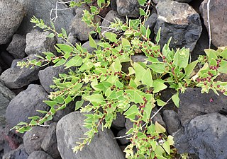 <i>Patellifolia</i> Genus of flowering plants