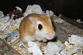 The endemic pallid gerbil Perpallidus.jpg