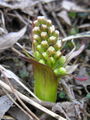 Petasites spurius Category:Asteraceae