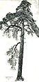 Pine Tree in Pieczyska Village, Poland, 1885