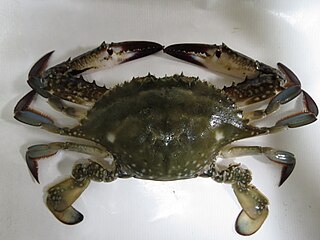 <i>Portunus trituberculatus</i> Species of crab