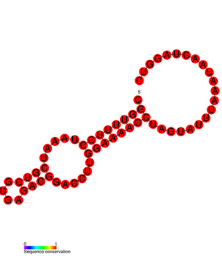 <i>Closteroviridae</i> Family of viruses